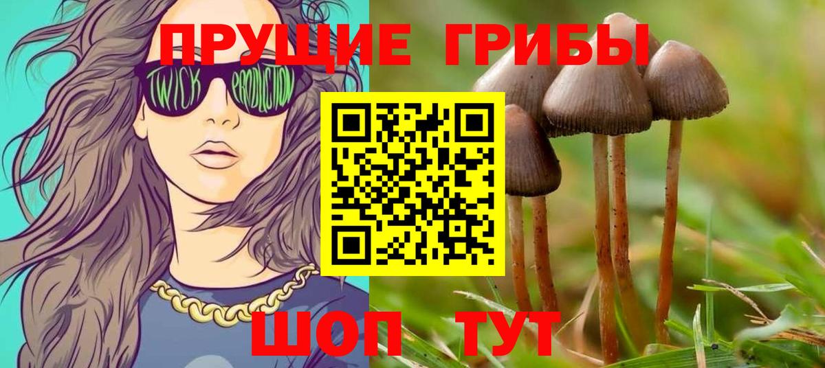 Галлюциногенные грибы Psilocybe Надым